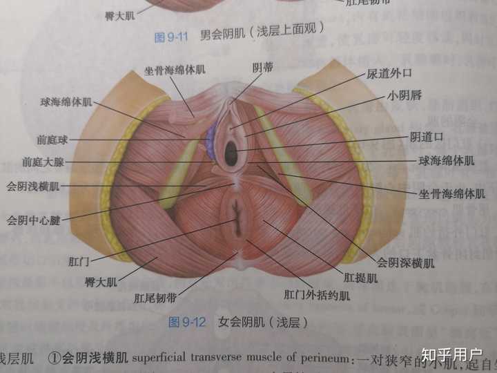 某大一女医学学生因好奇自己的尿道外口是否长错位置而采取