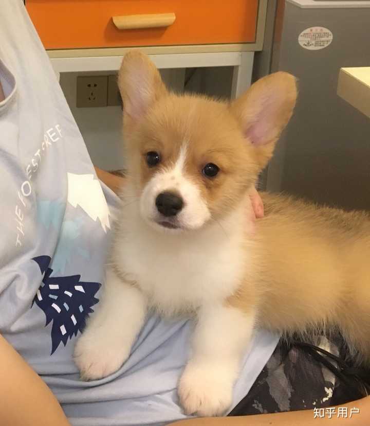 一只柯基幼犬多少钱?