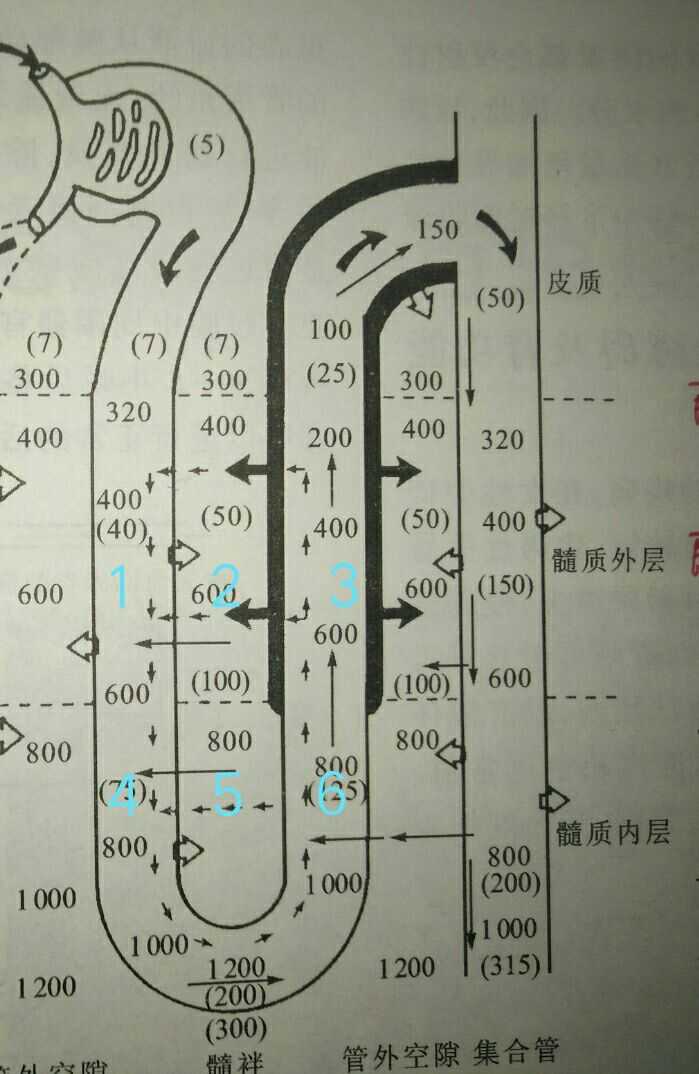 通过这张图,我们可以了解到,在髓袢段,仅有髓袢升支粗段具有