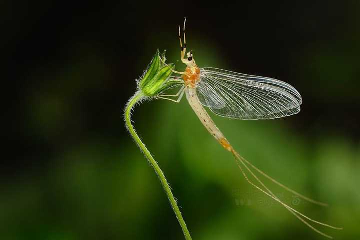 01 浮生一日 蜉蝣目(英文:mayfly)通称蜉蝣,具有古老而特殊的形状,是