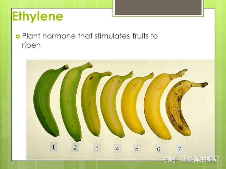 果实成熟过程,比如香蕉成熟过程,会释放出大量的乙烯(当然只是生物学