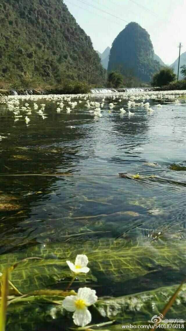 桂林百寿镇乌石海菜花实景照片,见识一下呗