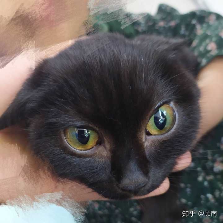 为什么黑猫眼睛都是黄的?