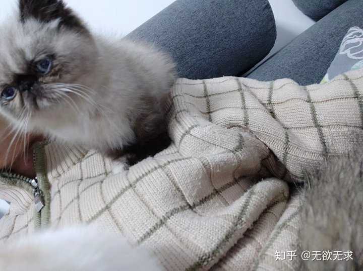 完美融合加菲的脸和暹罗的毛色