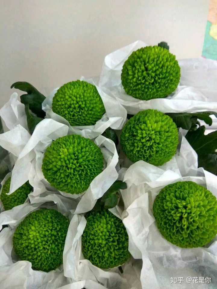 绿色乒乓菊