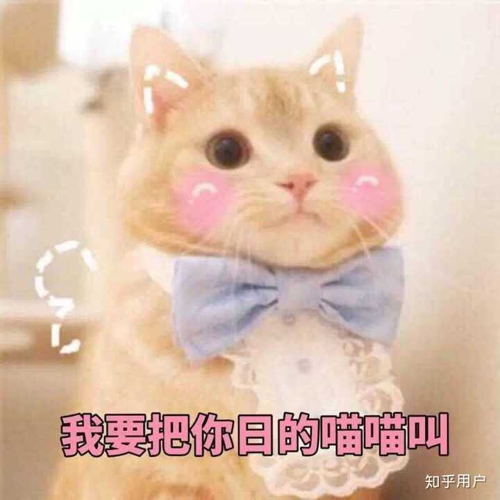 有什么甜甜的猫咪表情包可以分享
