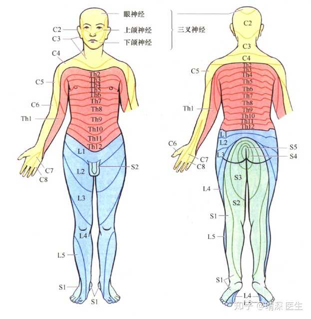 肢体及躯干感觉障碍重于面部?