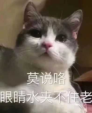 不邀而来,毕竟我是一个拥有上万猫咪表情包的人……怎么说呢,不是装萌