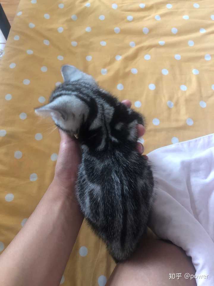 刚买的两个月大的美短,鼻子下面有点黑,可以养回来吗,猫咪怎么样?