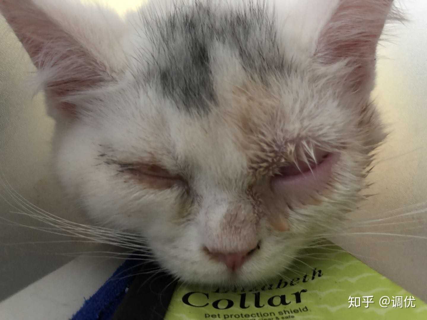 调优 的想法: 发表一下我对猫鼻支 衣原体 杯状病毒,鼻… - 知乎