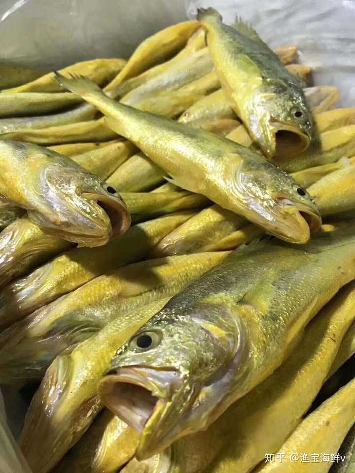 野生黄花鱼和养殖黄花鱼怎么辨别?