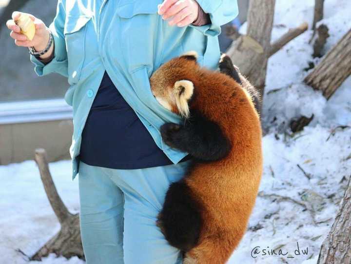 害羞的钻进饲养员口袋里的小熊猫