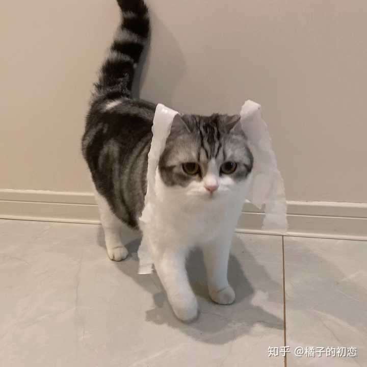 应该是美短串串吧 看尾巴就知道啦 我家的也是美短 看你的小猫和我家