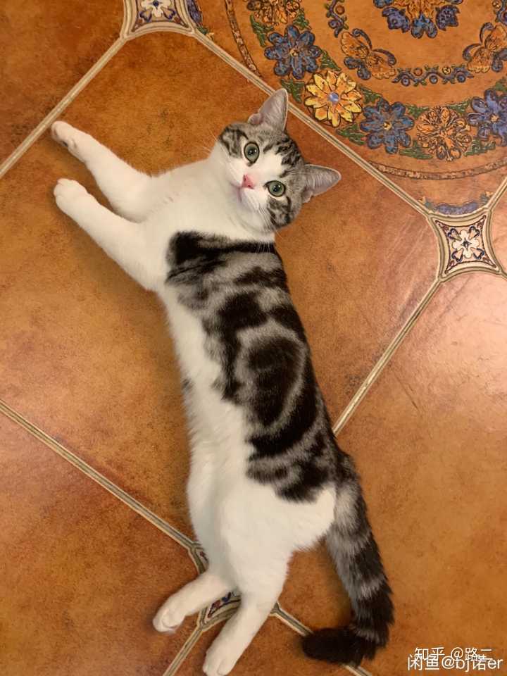 看看我家主子是加白狸花猫吗