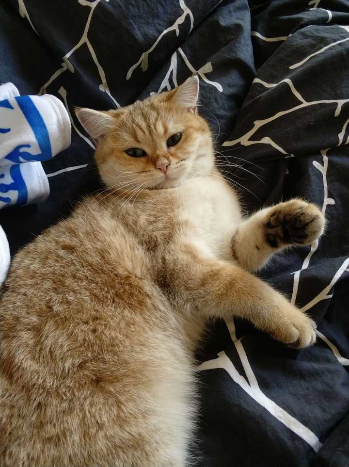 你的猫咪生无可恋的表情是怎样的?