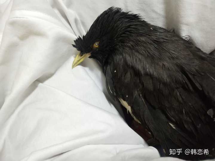 随便看,我们家的老祖宗,20岁的八哥
