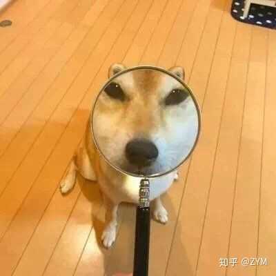 求颜色鲜艳的可爱猫狗熊猫微信头像?