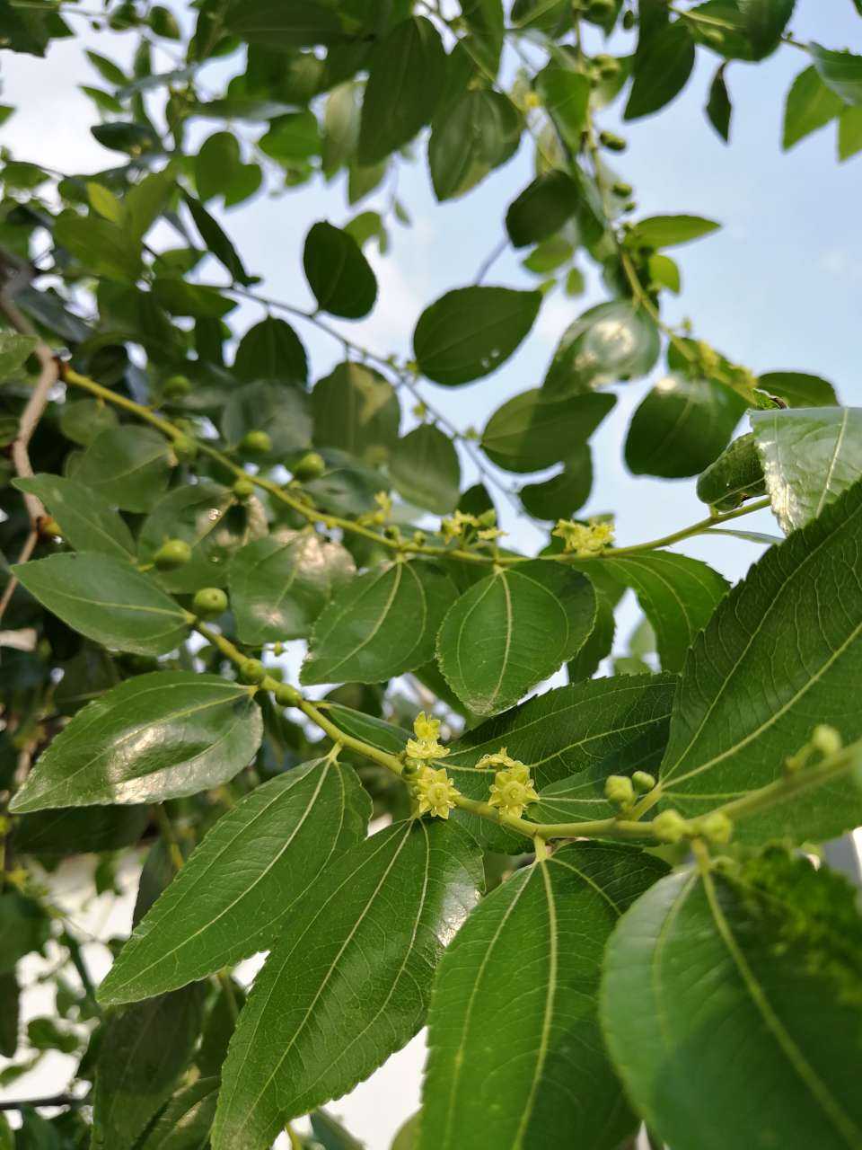 水果##植物# 枣树开花结果,枣花很香甜,我会告诉你吗