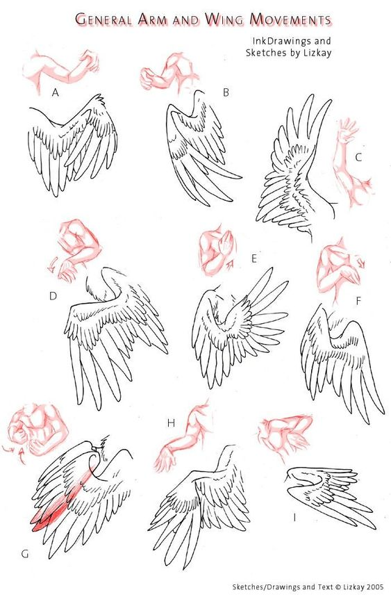 当然这个只是人体/鸟体结构,实际画出来翅膀和羽毛需要注意节奏感和