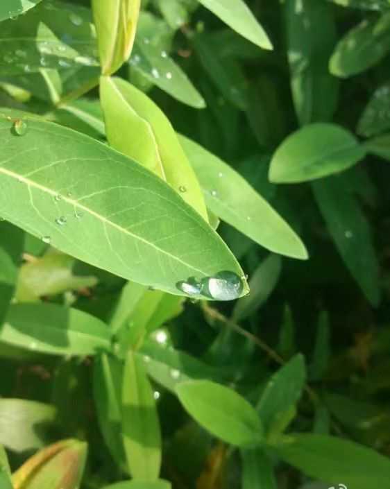 前两年用手机拍的 夏天雨后,路边树叶上还挂着水珠 谈不上有多少意境