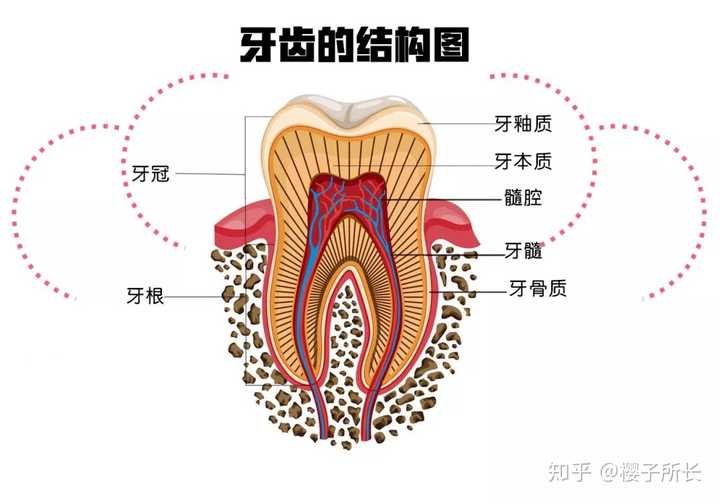 这是牙齿的结构图
