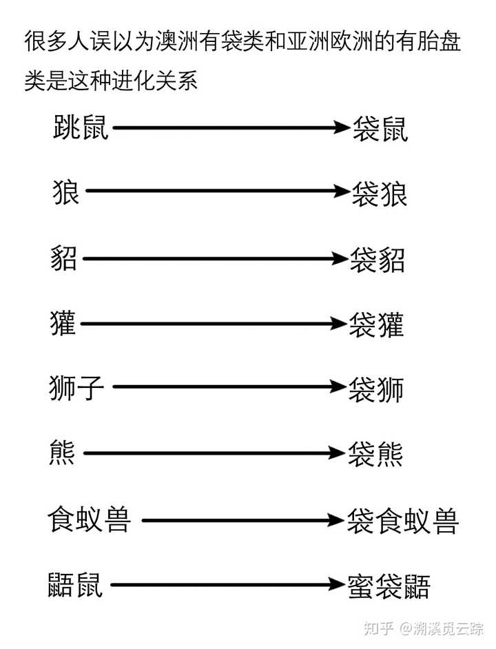 袋鼠的育儿袋是怎么进化出来的,进化过程是什么样的?