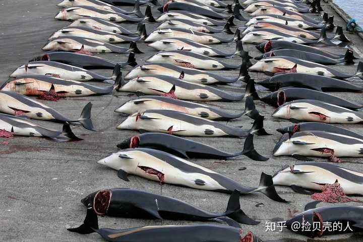 《海豚湾》播出后日本海豚生存情况有改善吗?