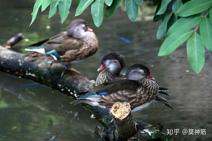 在生物学上,雄性对雌性没有兴趣是进化还是退化?