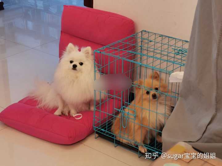 分享一下你的狗狗的可爱照片和小故事好吗?