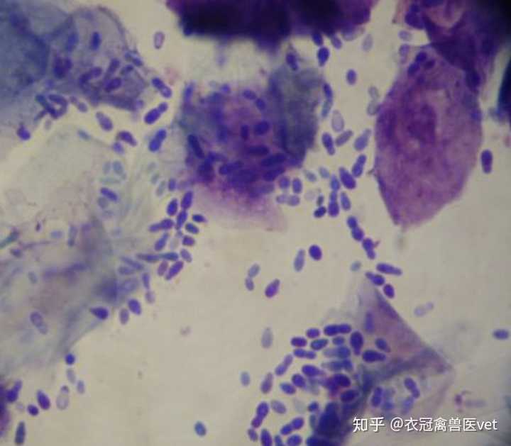 寄生虫:耳痒螨,一种螨虫,像黑泥一样的分泌物