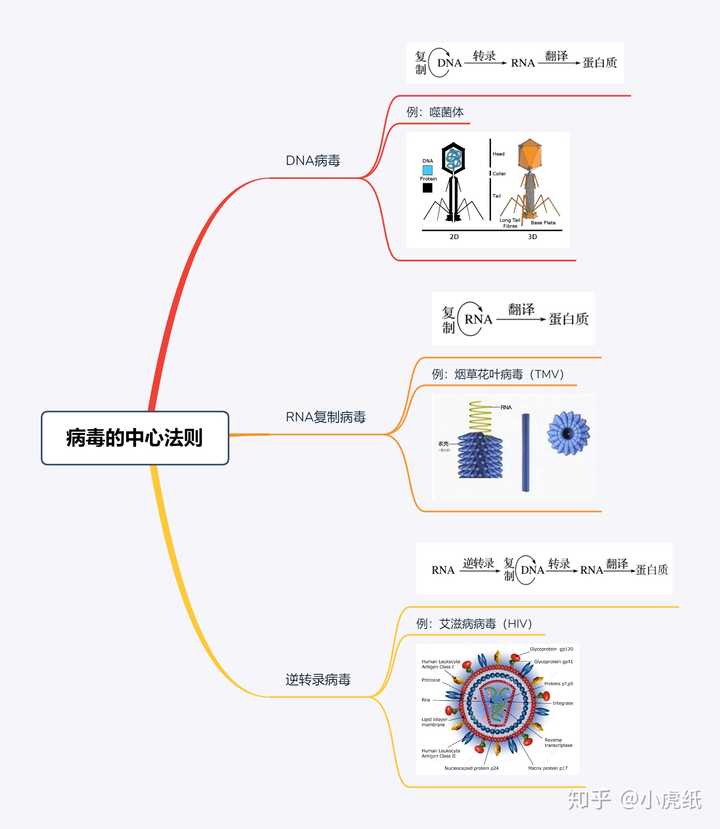 高中阶段学习的病毒中心法则