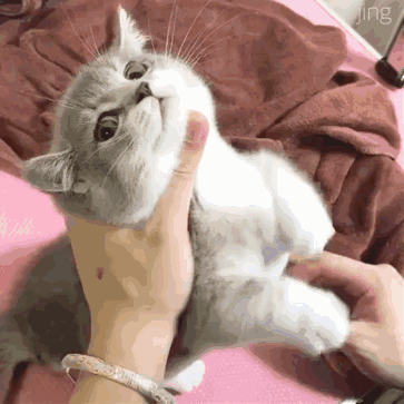 有没有比较可爱又有点搞笑的动物头像?最好是猫?