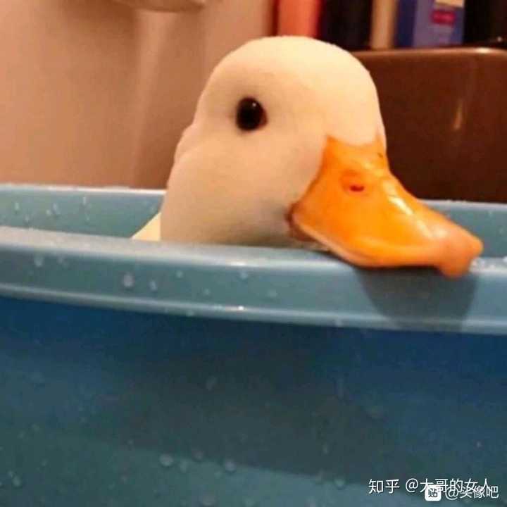 有没有什么惊艳的微信头像?