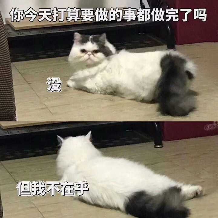 什么是intp的孤独?