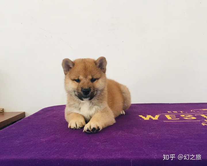 吧,也有有更低的(不靠谱)更高的(不划算), 而且柴犬小时候黑嘴的挺多