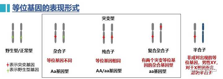 座上有2种形式的等位基因:a和a,则某个体基因型为:aa,aa,aa三种组合