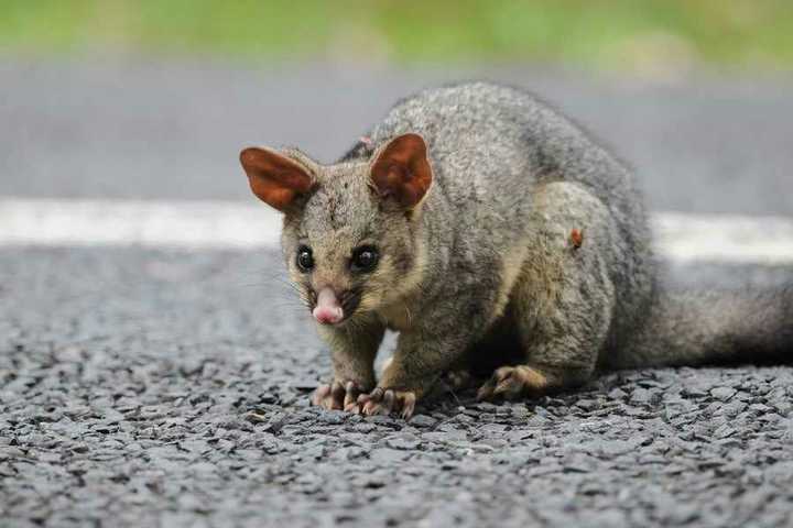 还有一般的 帚尾袋貂(brushtail possum)