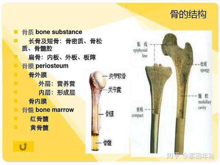 中空结构,够轻盈,这身体重很小,但是骨质密度足够强大,能支撑身体.