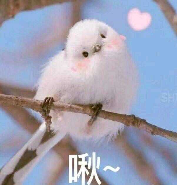 有什么适用于和老公/男票撒娇的可爱表情包?