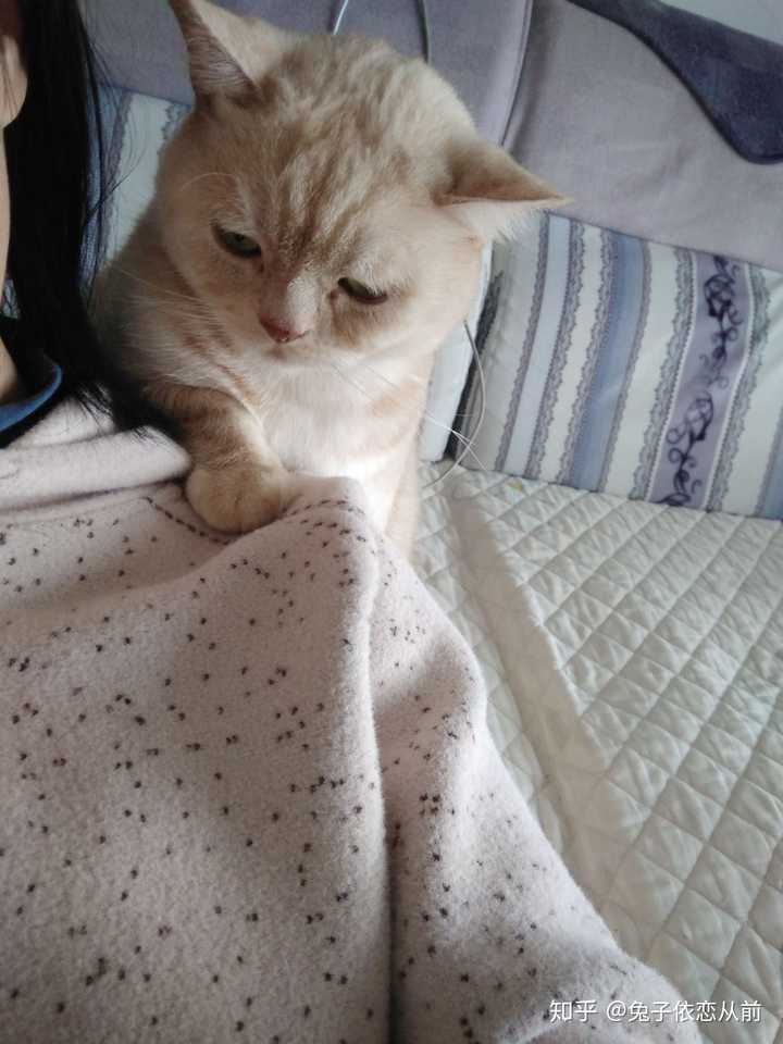 被一只五公斤的猫踩一脚,压强有多大?