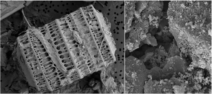 左:硅藻泥微观结构图 右:活性炭微观结构图