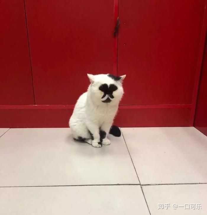 你见过最丑的猫丑到什么程度了?