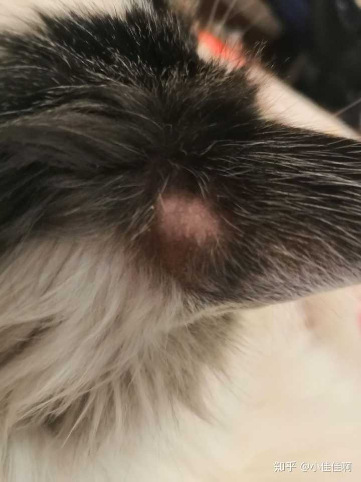 猫耳后秃了一块有一点皮屑,没有发现结痂怎么回事啊?