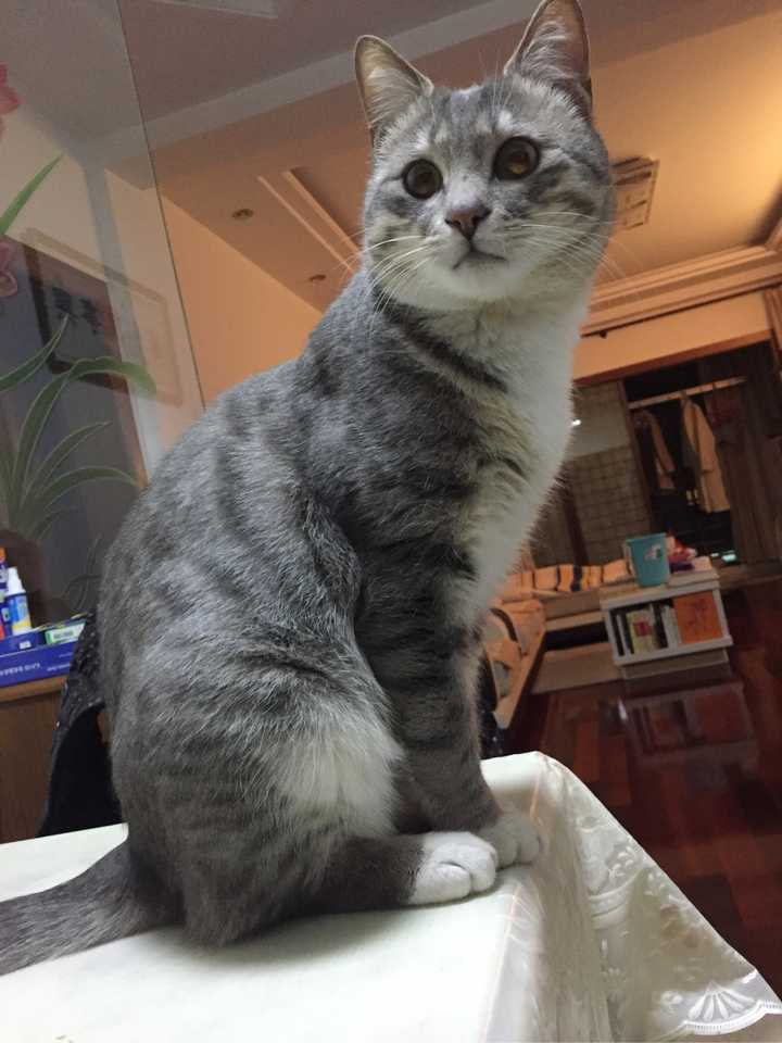 养一只灰色田园猫(不是狸花猫)是一种什么样的体验?