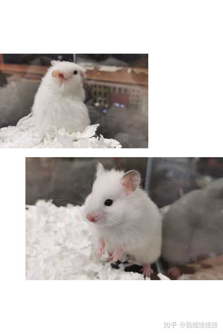 可以看看你们的仓鼠吗?