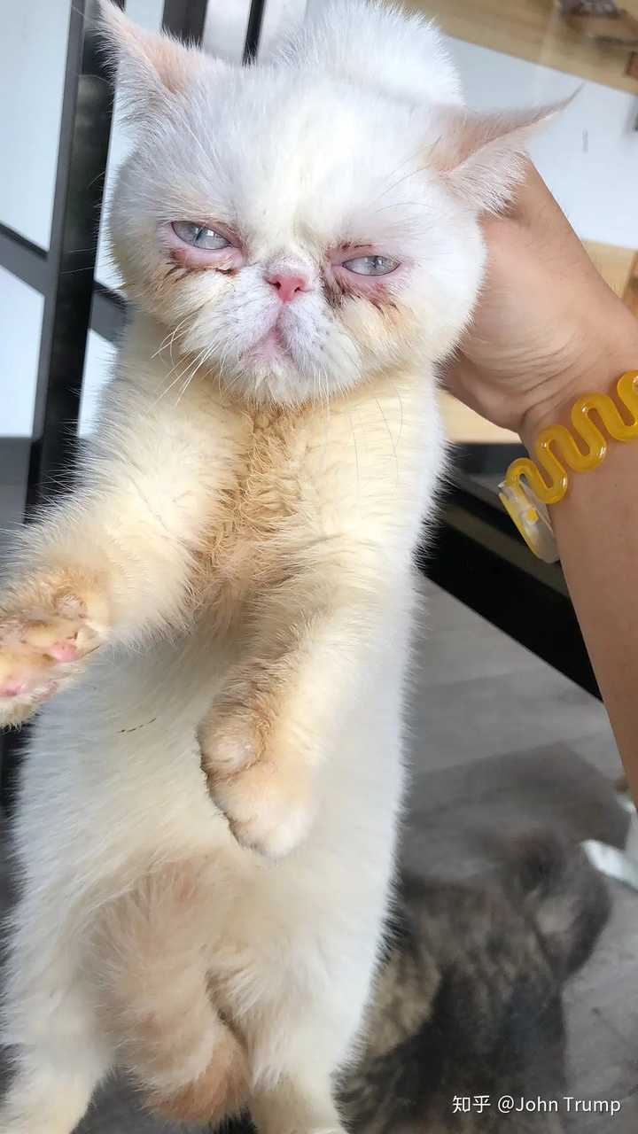 你见过最丑的猫丑到什么程度了?