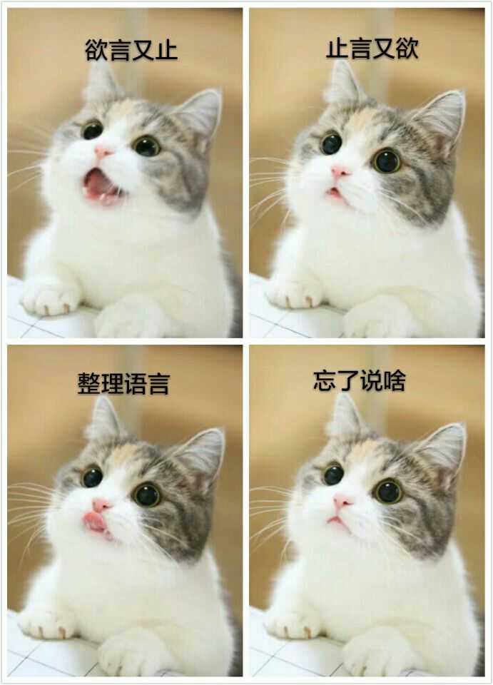 猫咖里的猫咪快乐吗?