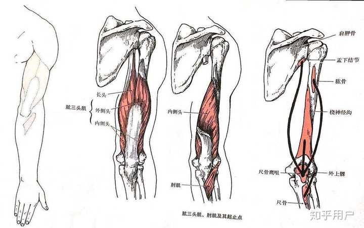 引体向上时,肱三头肌长头会参与发力