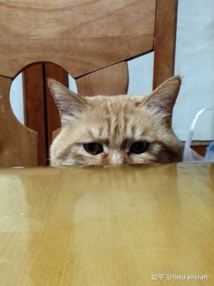 你见过最好看的橘猫长什么样?