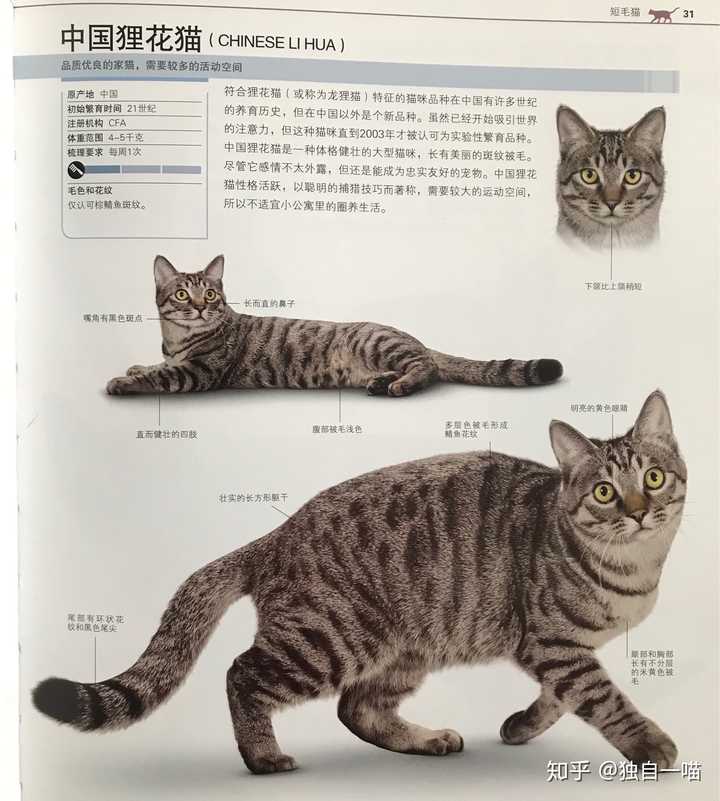 请问狸花猫跟起司猫的区别是什么?